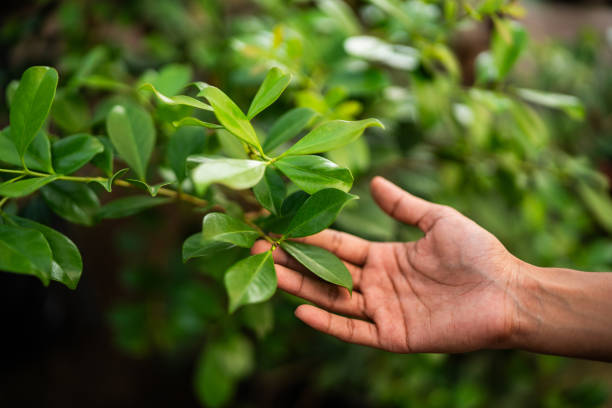 Best Seasonal Cleanup (Spring/Fall)  in Philomath, OR
