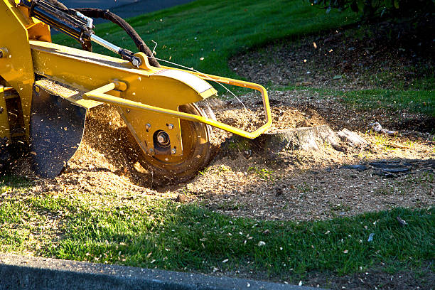 Lawn Pest Prevention in Philomath, OR